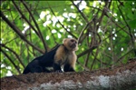 Spider monkeys in the trees above us